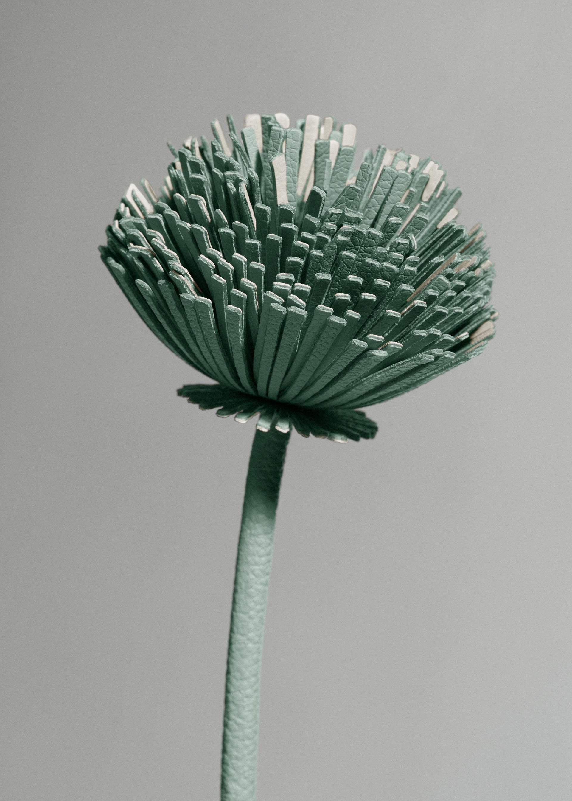 Fiore Tul - Mandorla fresca