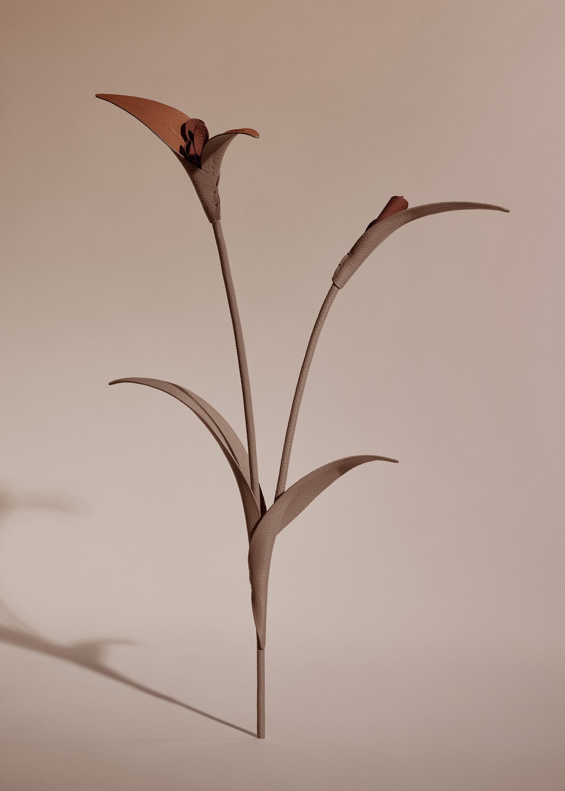 Fiore Touka - Radice
