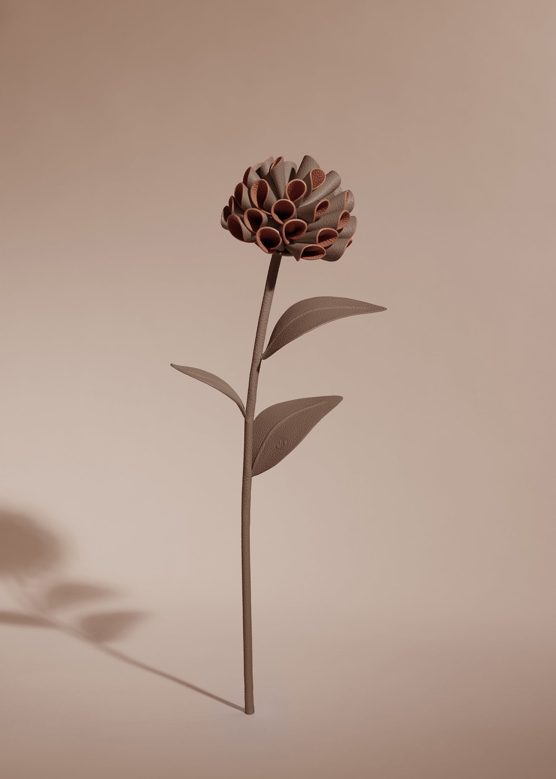 Fiore Dalium - Radice