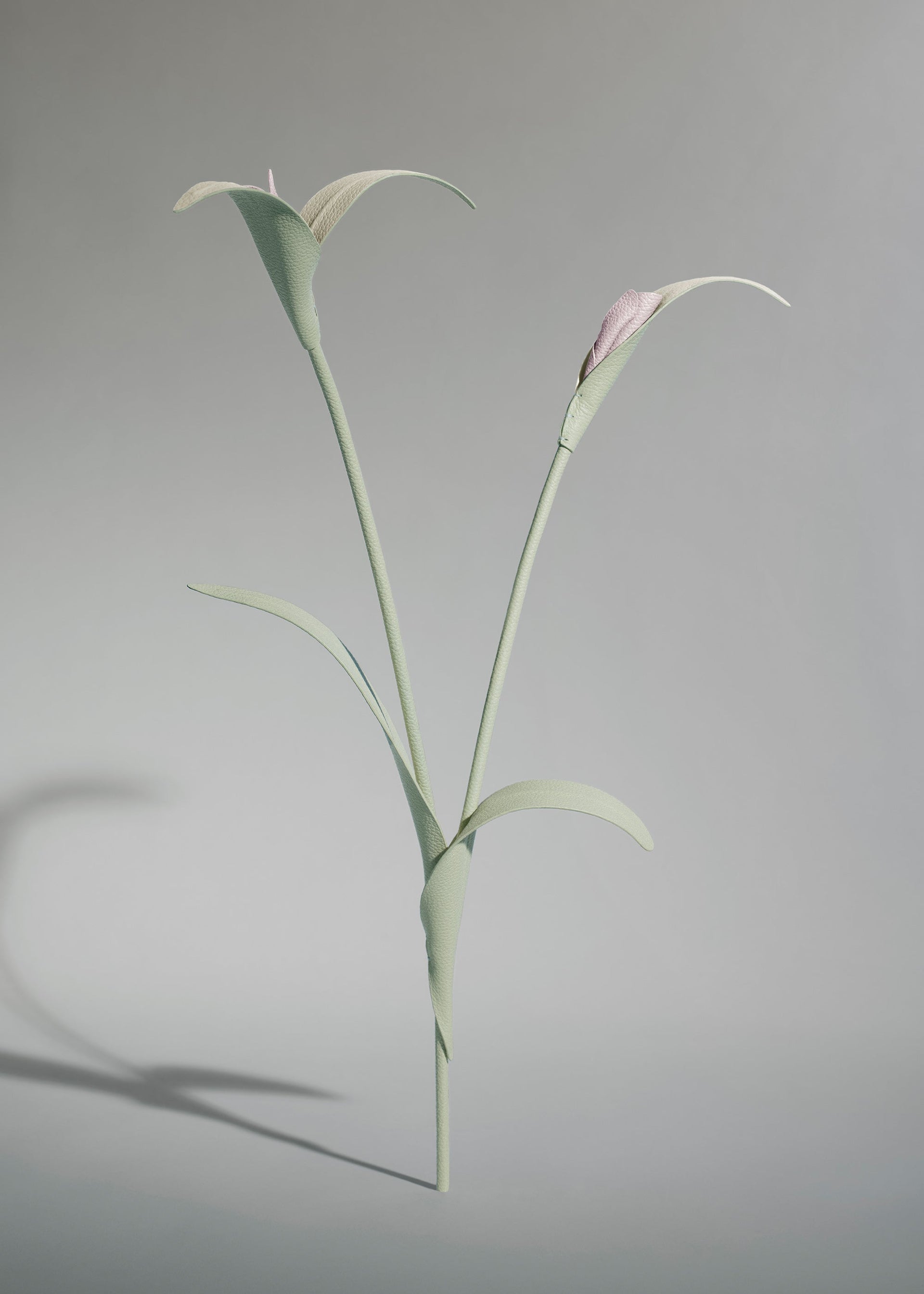 Fiore Touka - Mandorla fresca