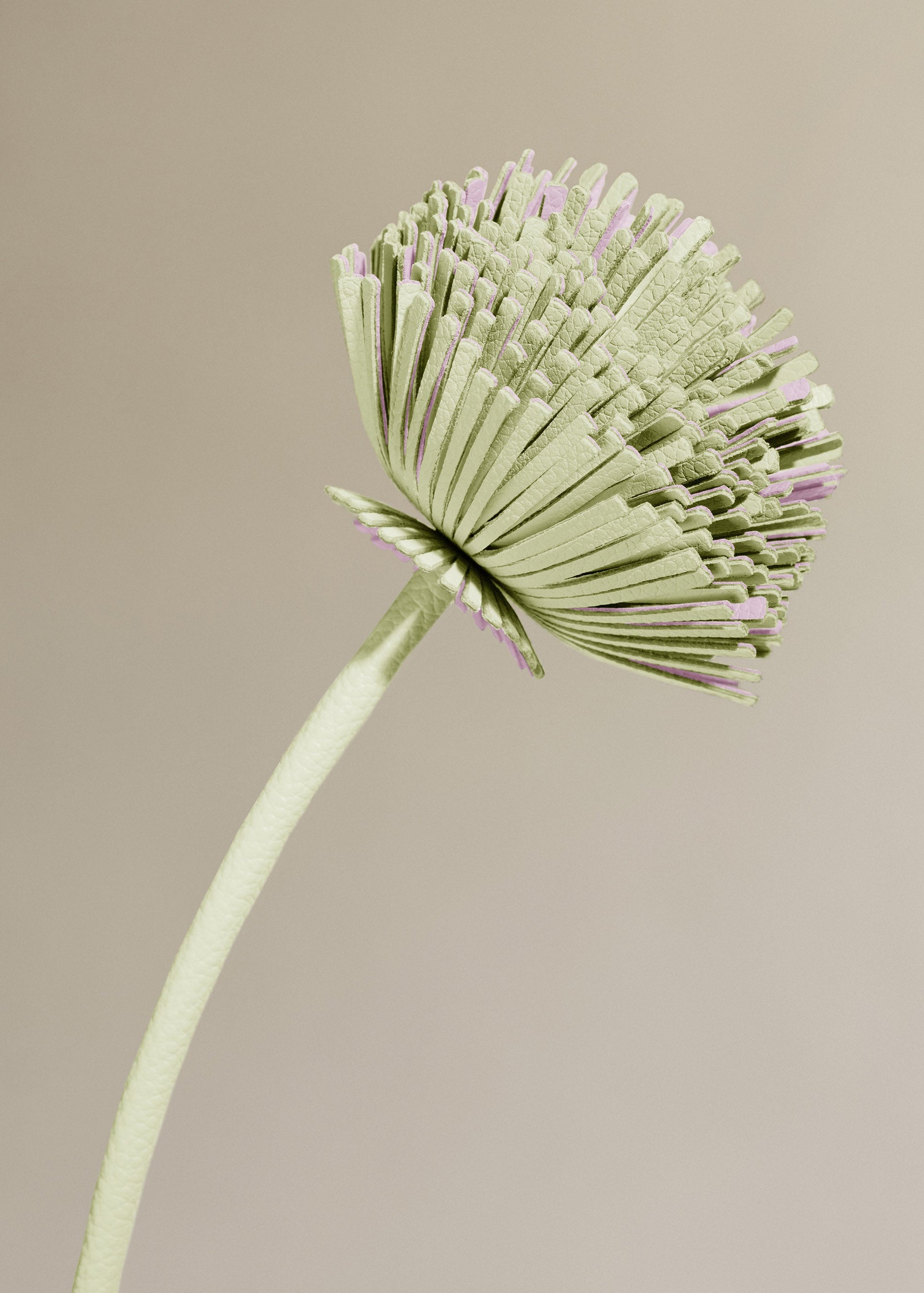Fiore Tul - Aloe