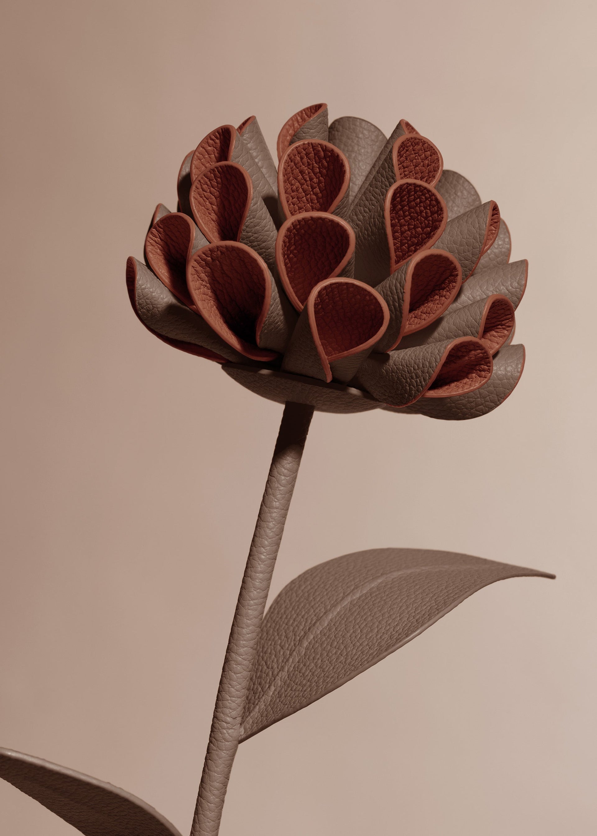 Fiore Dalium - Radice