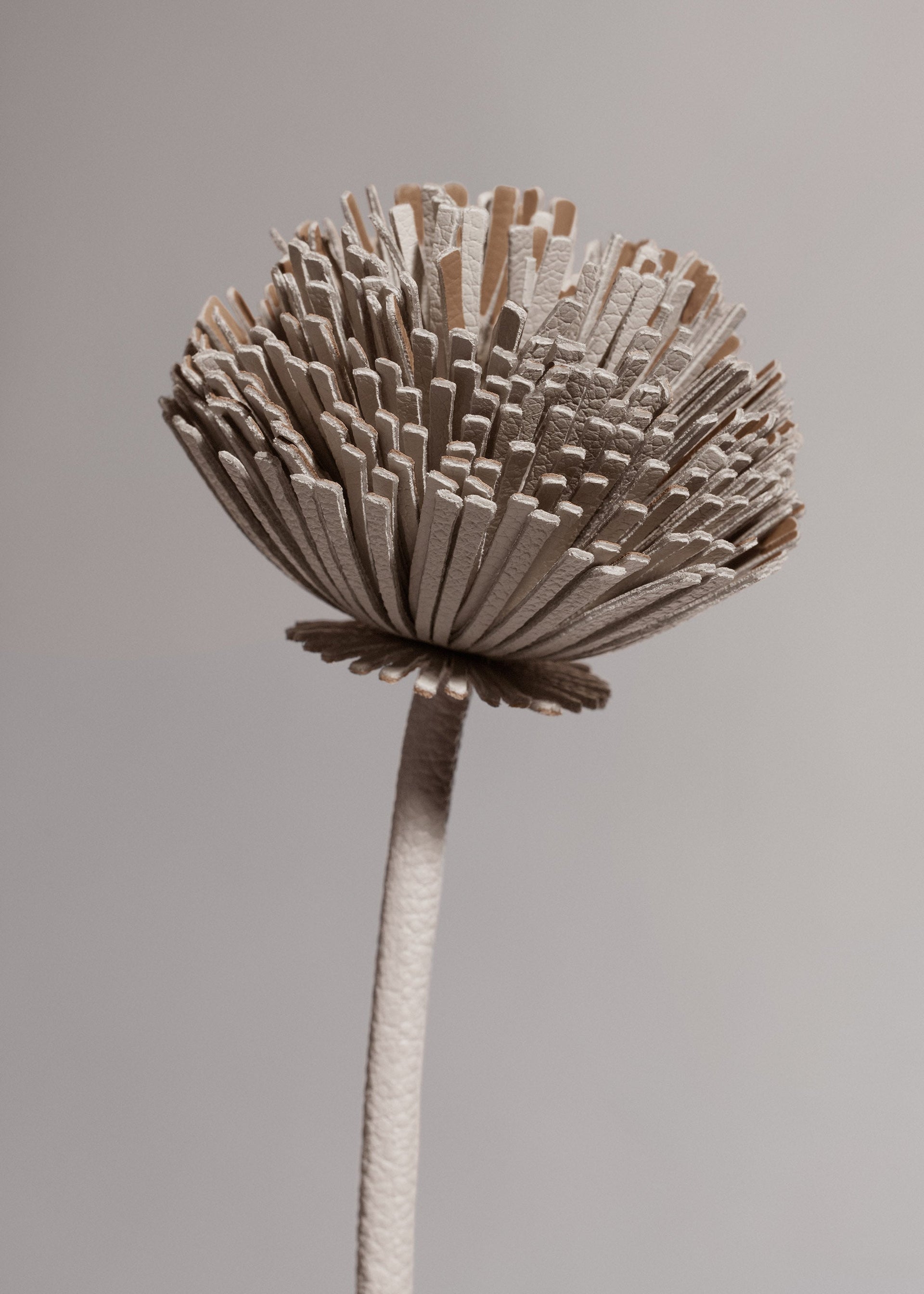 Fiore Tul - Duo Gesso