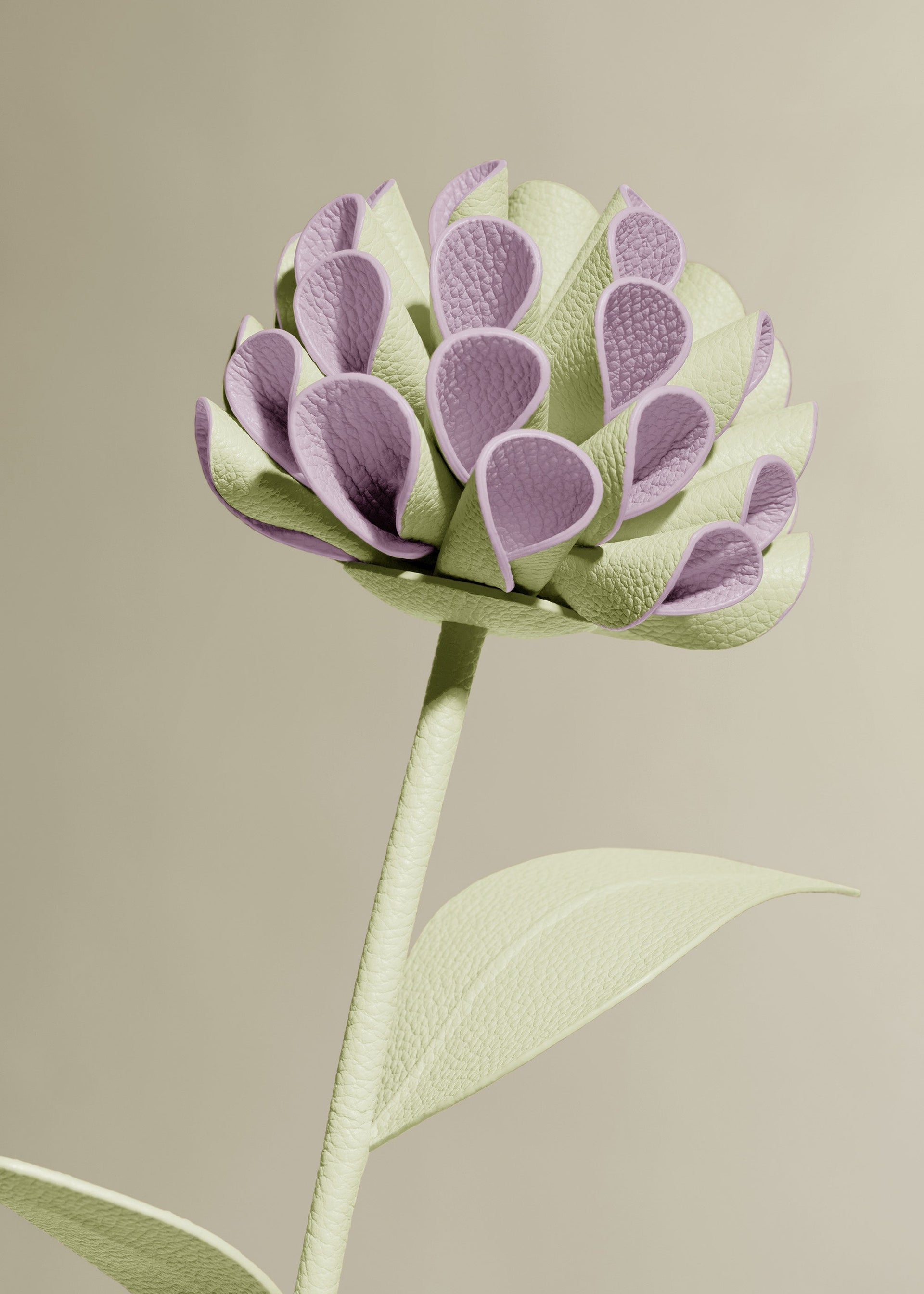 Fiore Dalium - Aloe