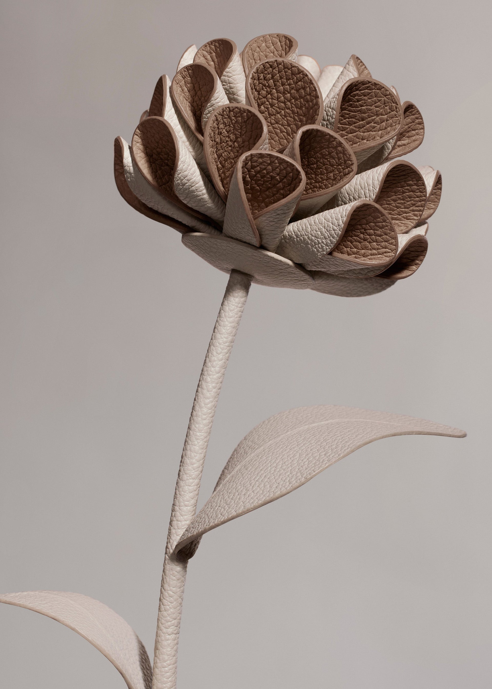 Dalium Flower - Duo Gesso