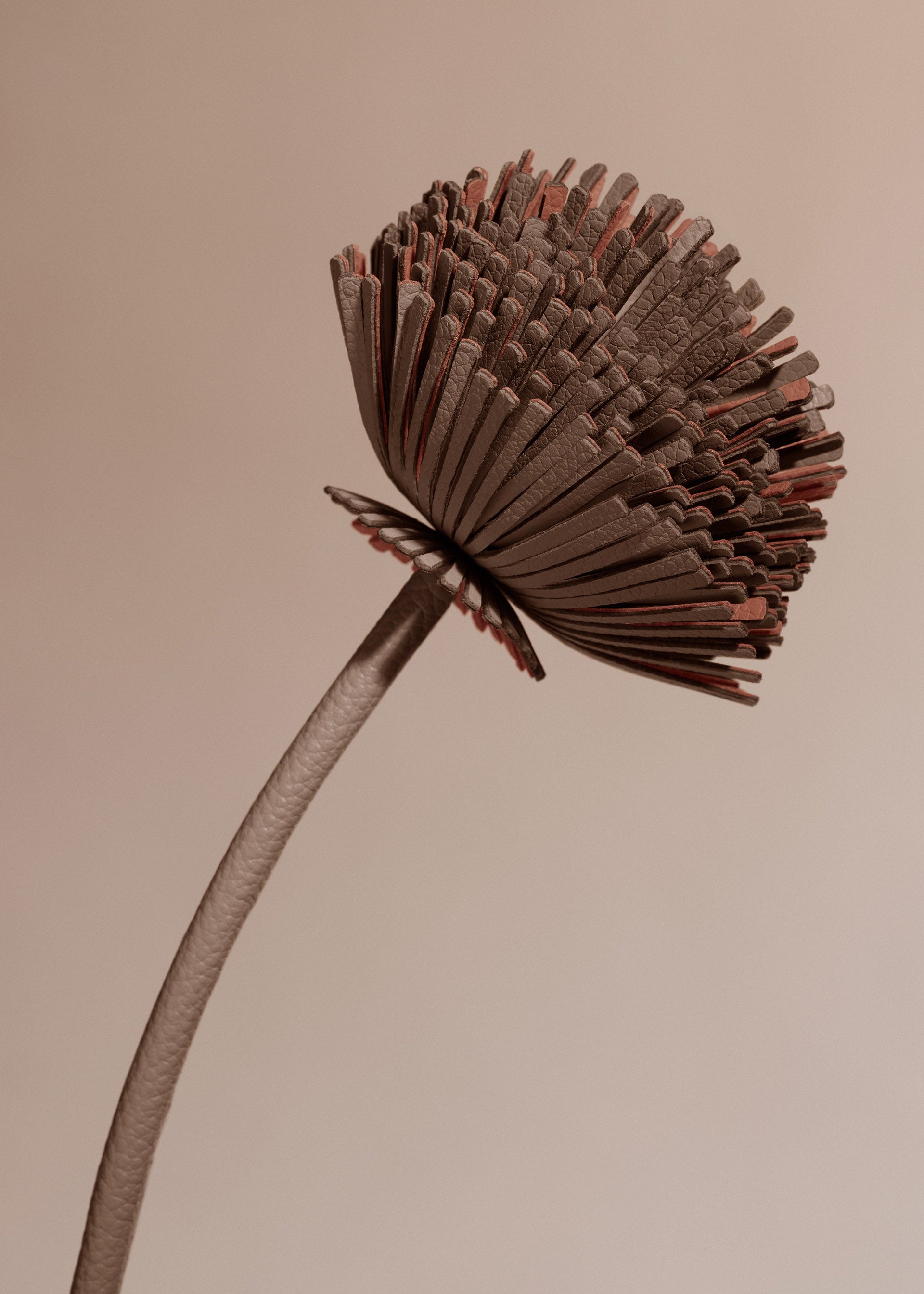 Fiore Tul - Radice