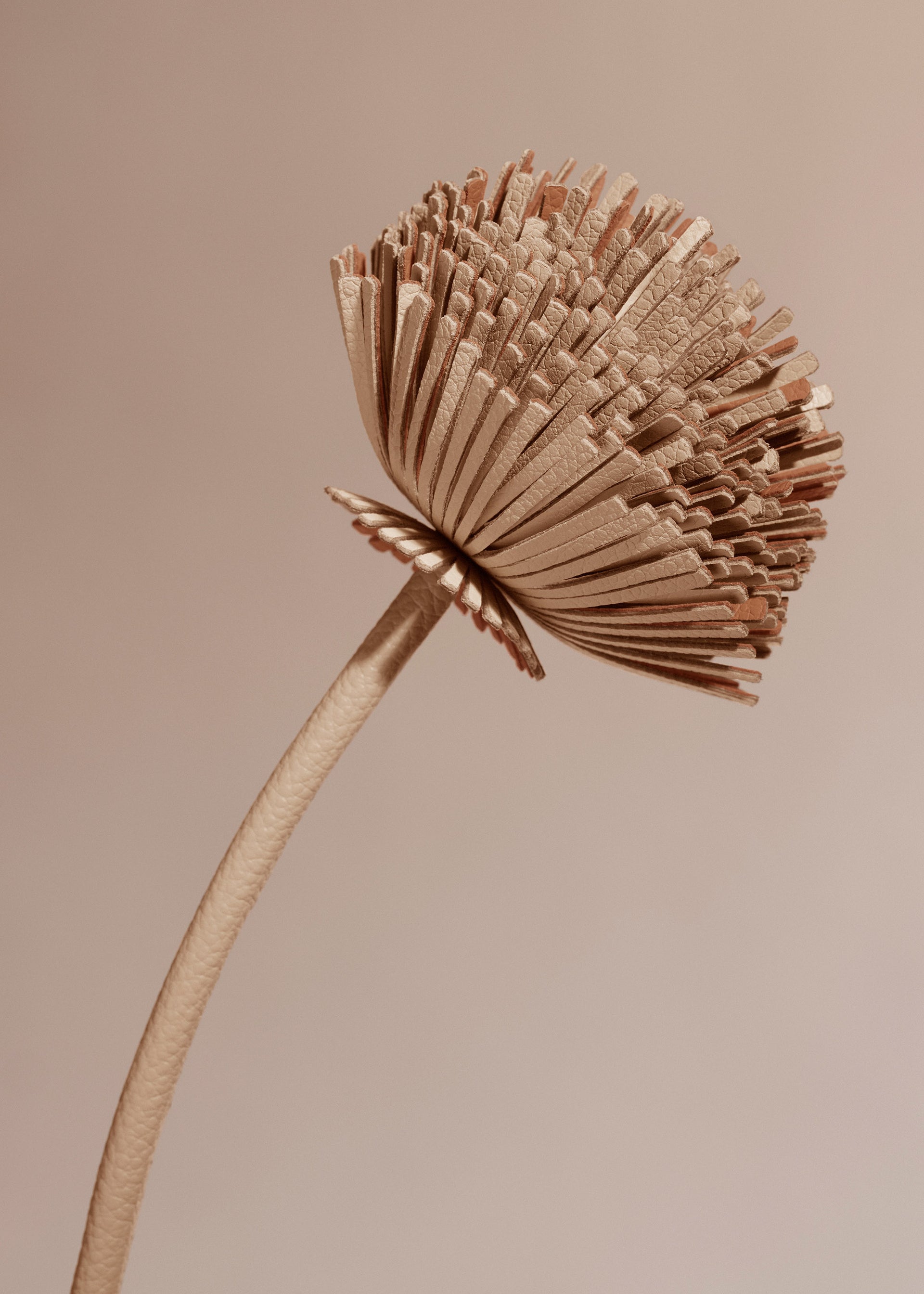 Fiore Tul - Duo Beige