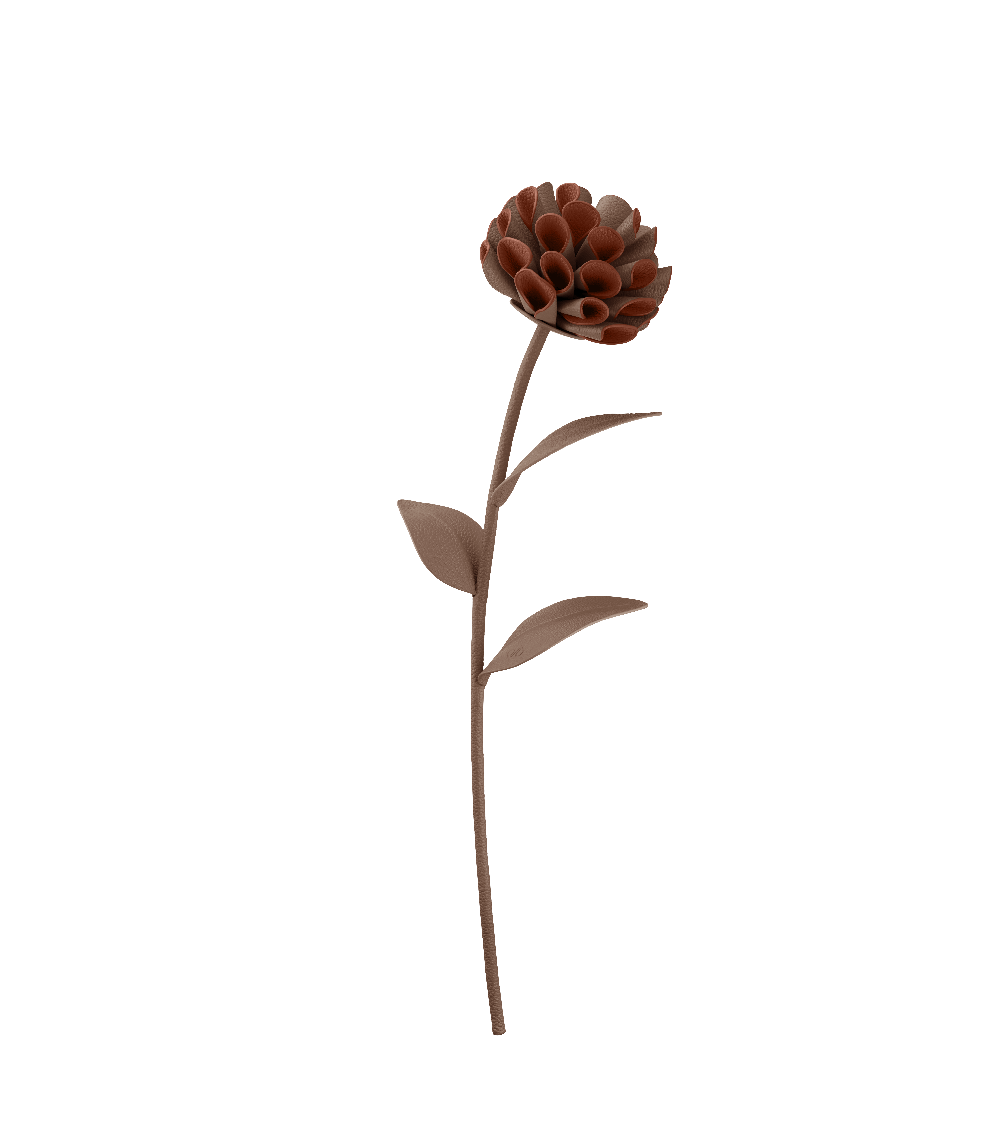 Fiore Dalium - Radice