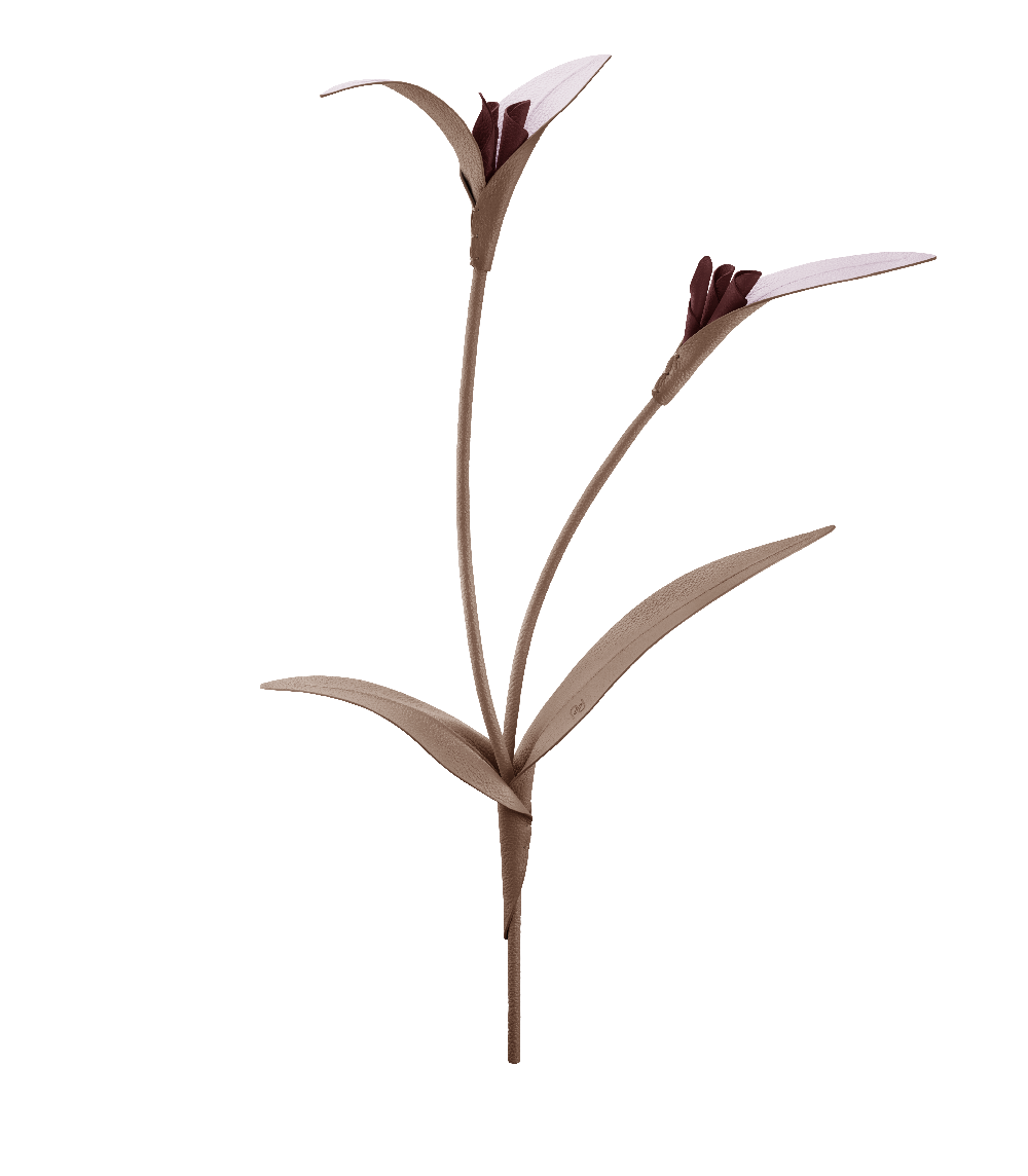 Fiore Touka - Radice